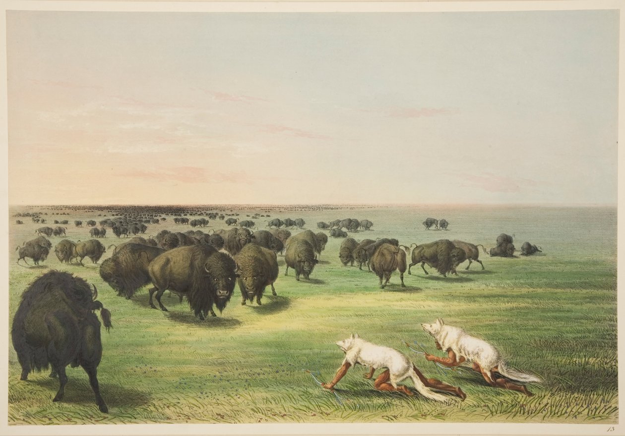 Indianie polujący na bawoły pod maską z wilczej skóry, z „Ilustracji manier, obyczajów i warunków Indian północnoamerykańskich”, Londyn, 1845 (ręcznie barwiony grawerunek) autorstwa George Catlin