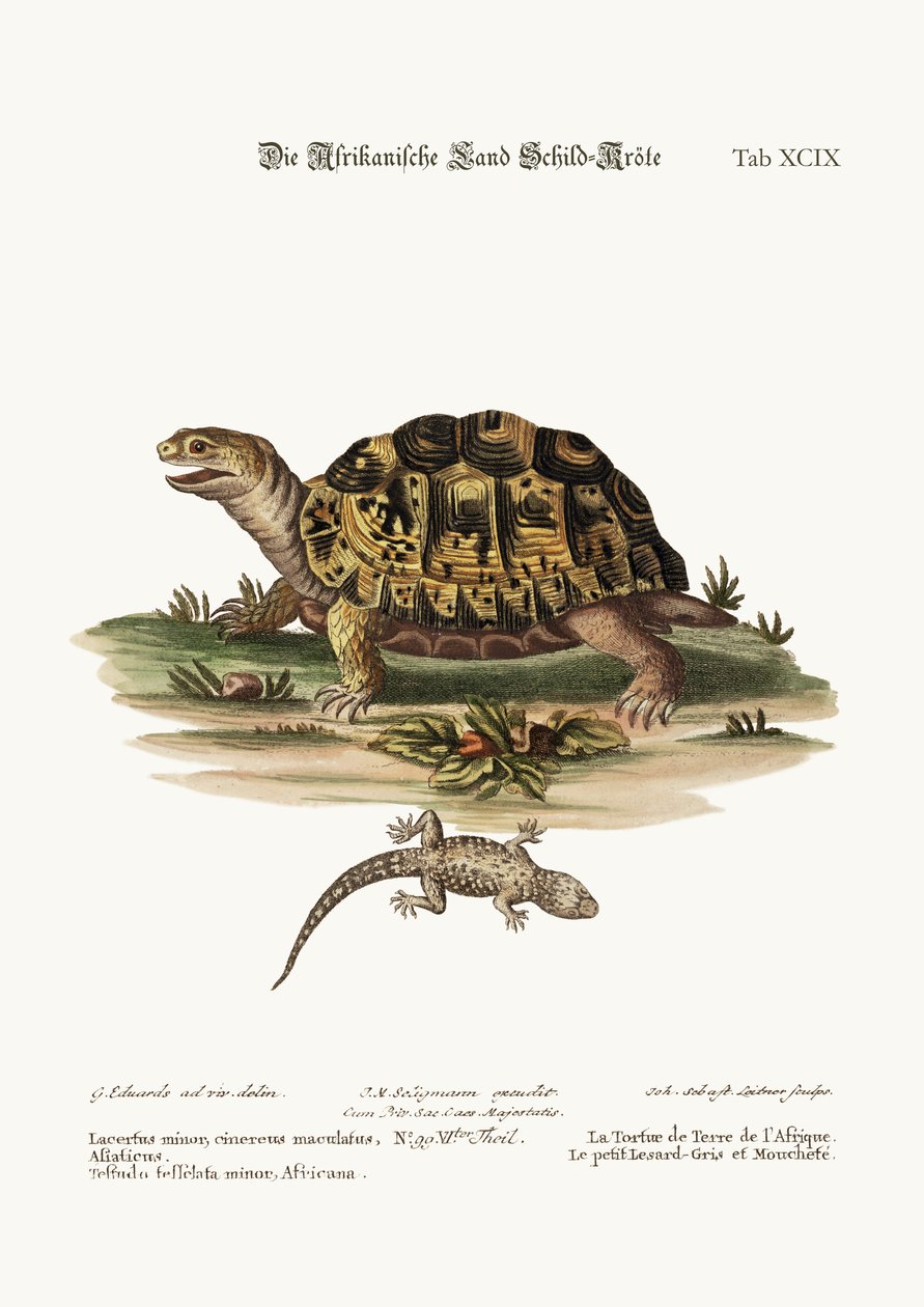 Afrykański żółw lądowy. Mała cętkowana jaszczurka szara, 1749-73 autorstwa George Edwards