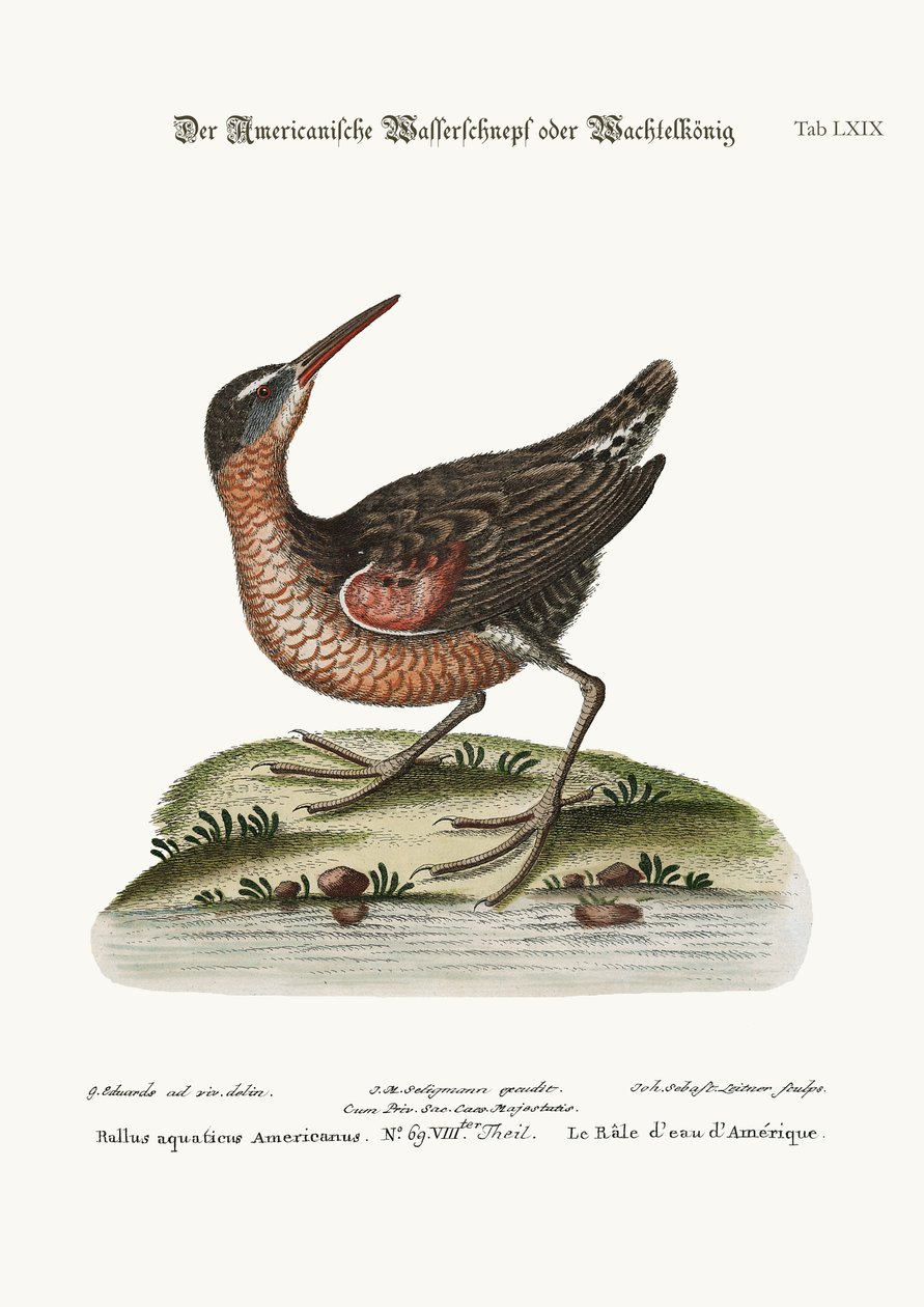 Amerykańska kolej wodna, 1749-73 autorstwa George Edwards