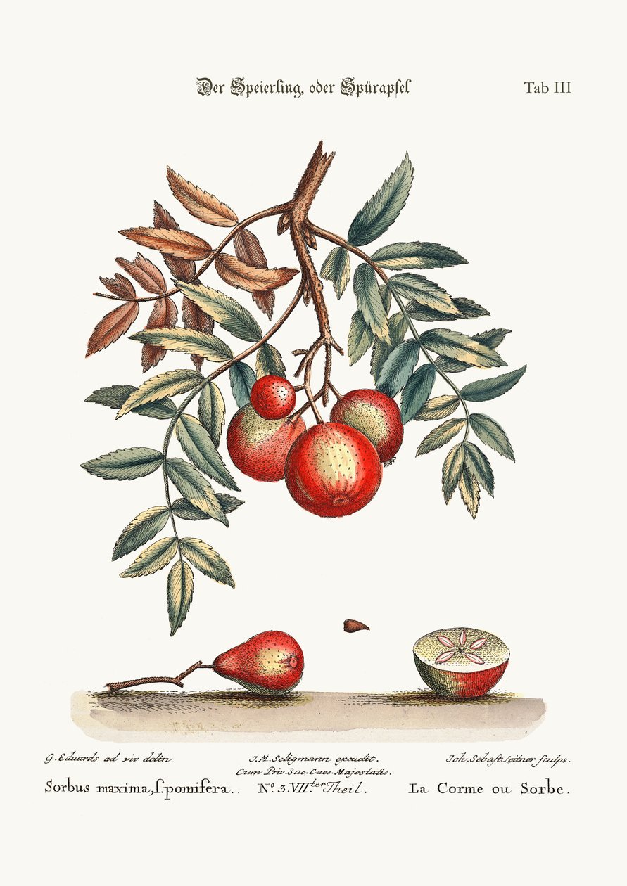 Serwis Apple, 1749-73 autorstwa George Edwards