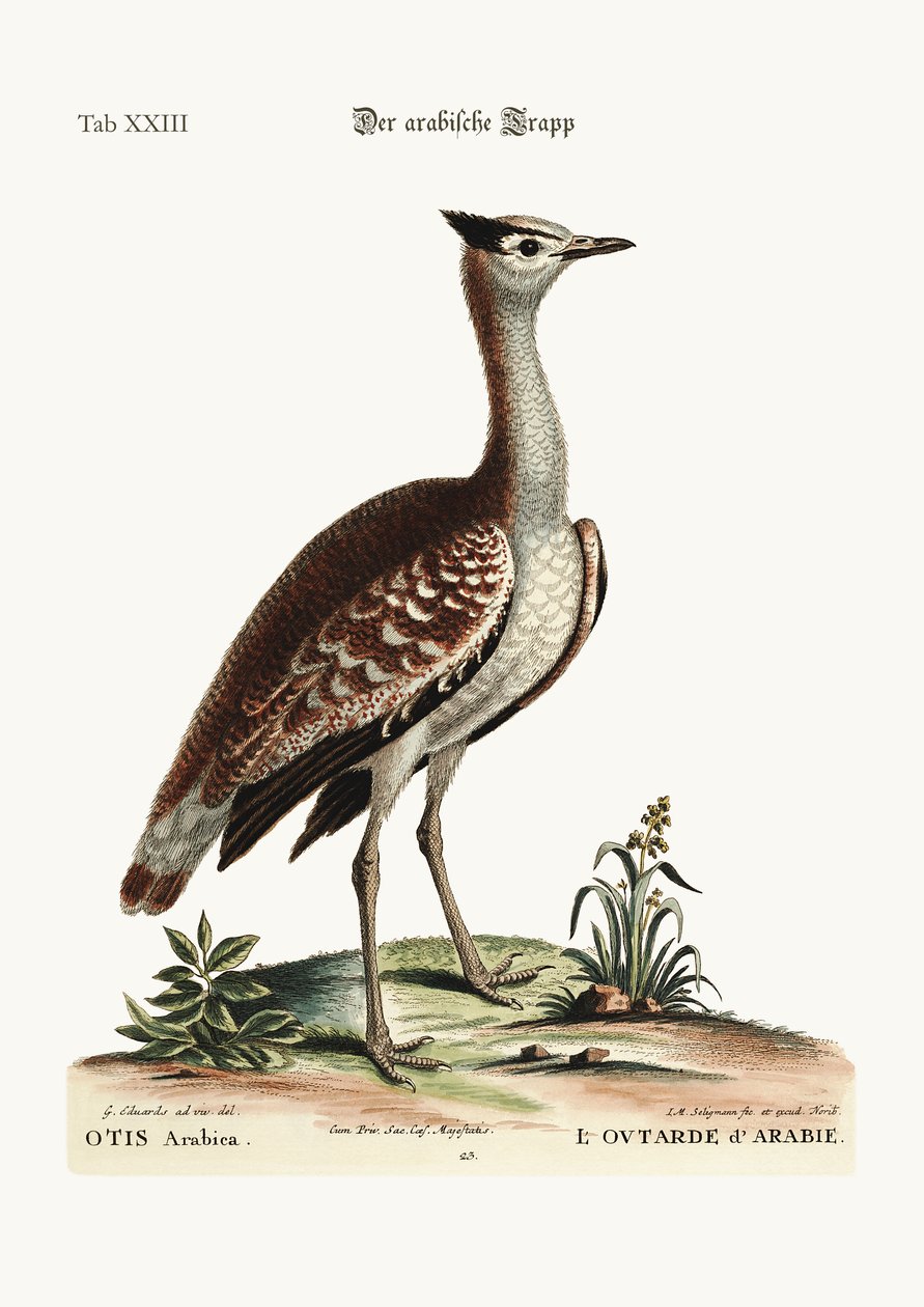 Drop arabski, 1749-73 autorstwa George Edwards