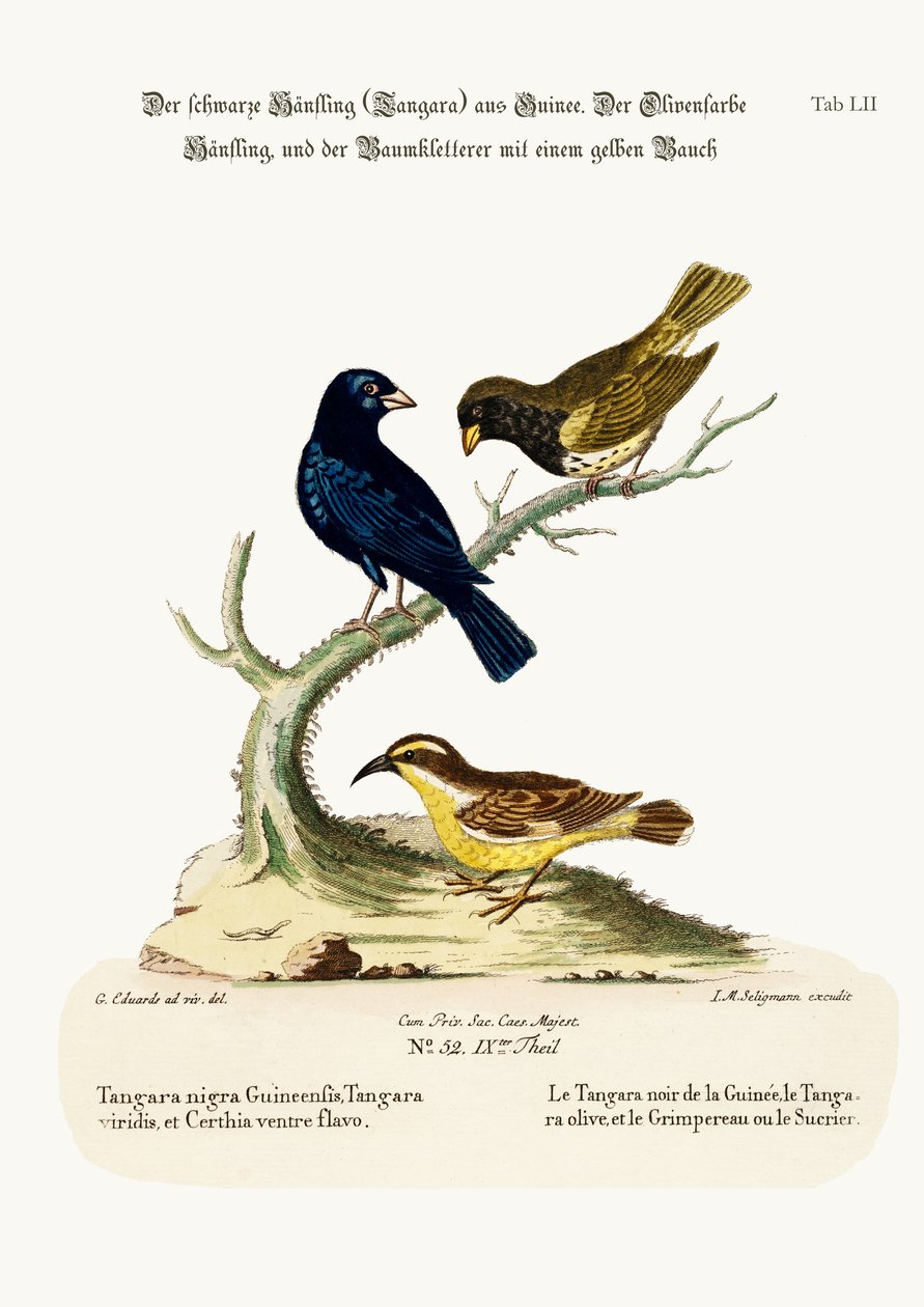 Linnet czarny, linnet oliwkowy i pełzacz żółty, 1749-73 autorstwa George Edwards