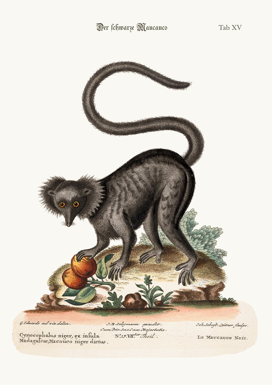 Czarne Maucauco, 1749-73 autorstwa George Edwards