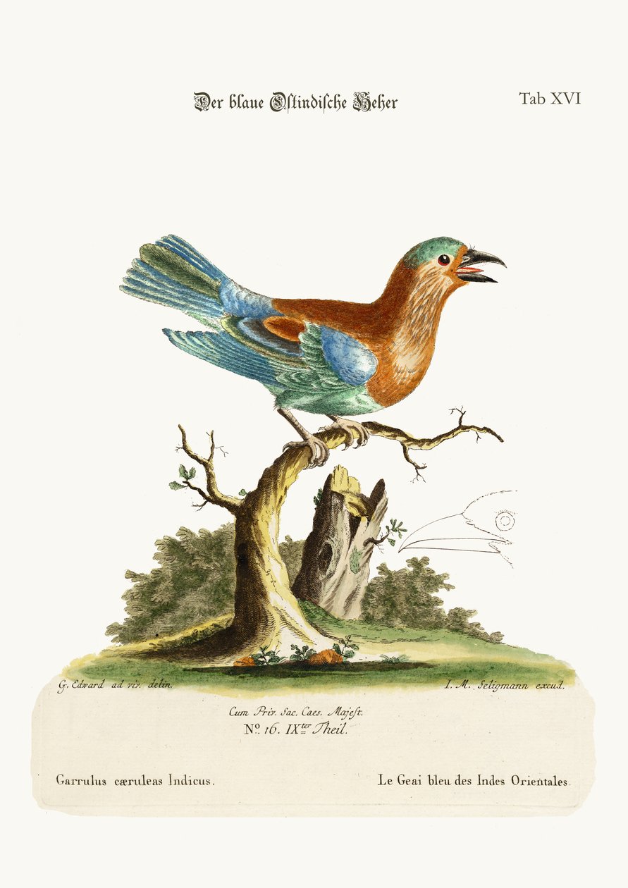 Blue Jay z Indii Wschodnich, 1749-73 autorstwa George Edwards