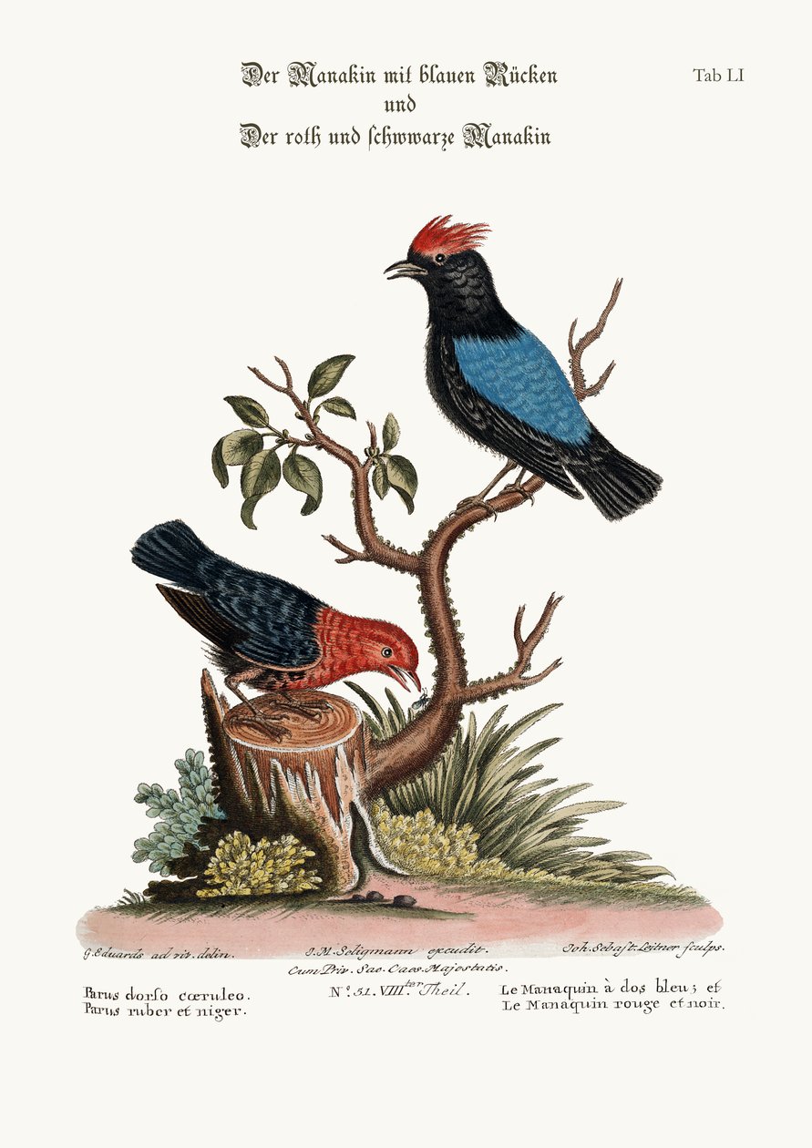 Manakin o niebieskim grzbiecie oraz Manakin czerwono-czarny, 1749-73 autorstwa George Edwards