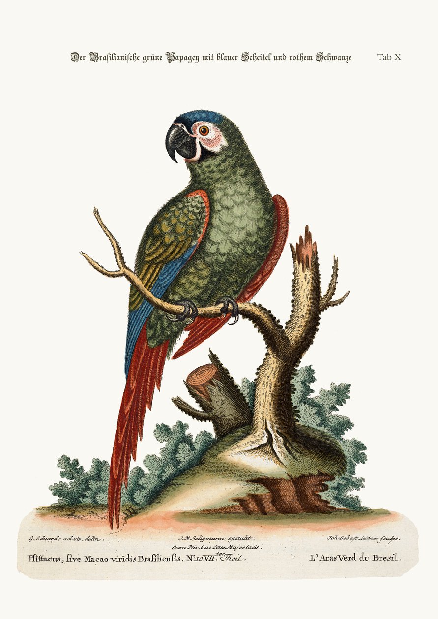 Brazylijska zielona ara, 1749-73 autorstwa George Edwards