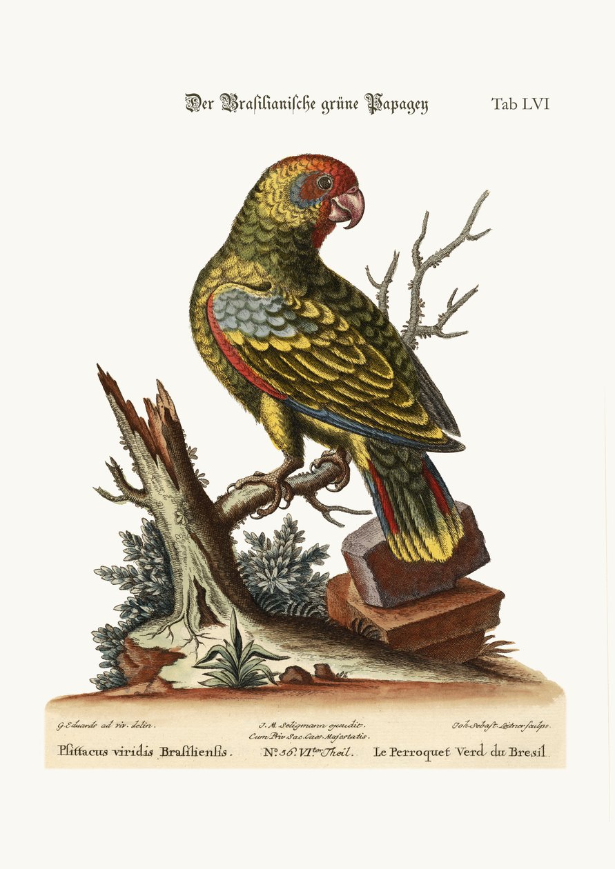 Brazylijska zielona papuga, 1749-73 autorstwa George Edwards