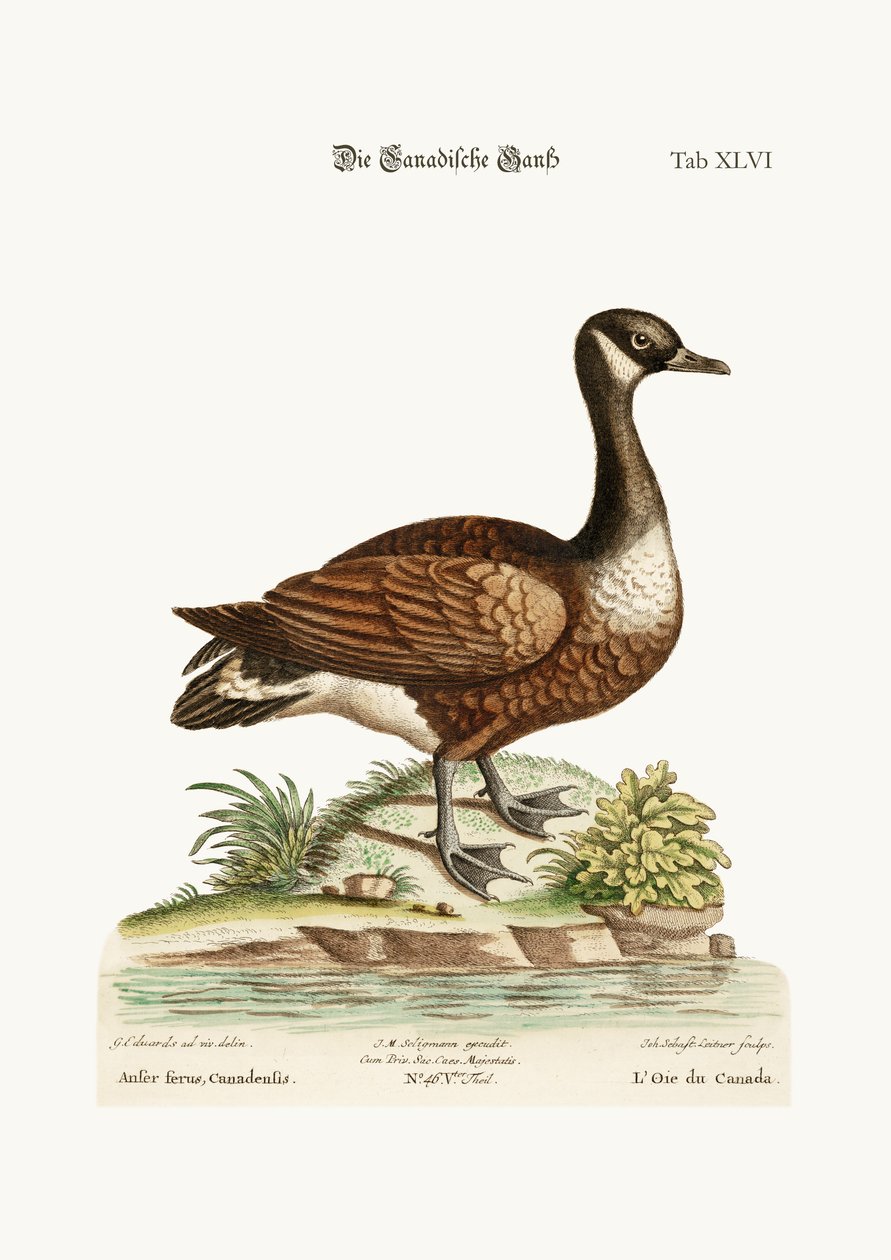 Gęś kanadyjska, 1749-73 autorstwa George Edwards
