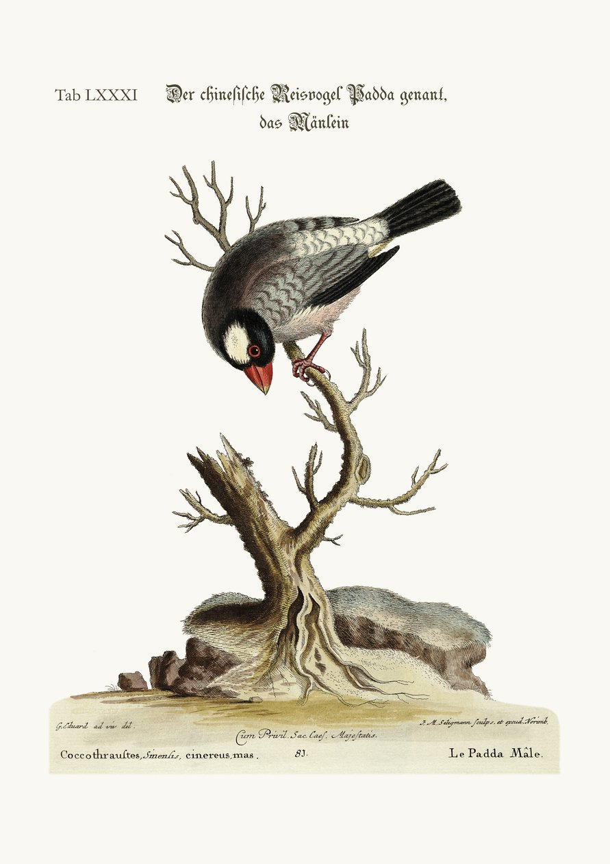 Kogut Padda lub Rice-Bird, 1749-73 autorstwa George Edwards
