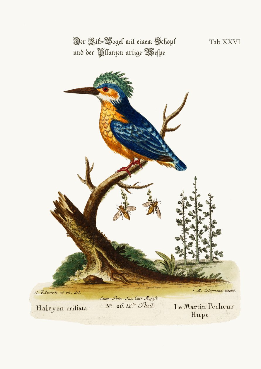Zimorodek grzebieniasty, 1749-73 autorstwa George Edwards