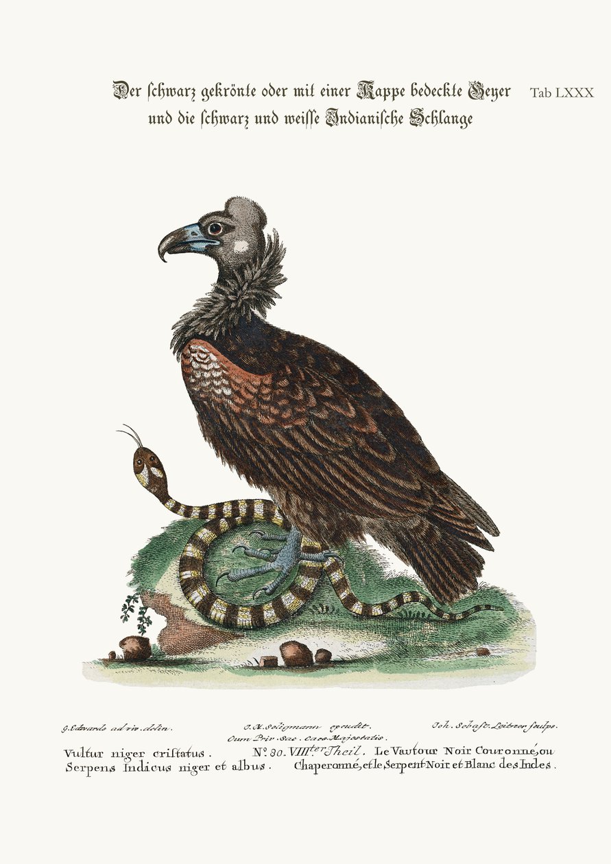 Sęp czubaty lub grzebieniasty i czarno-biały wąż indyjski, 1749-73 autorstwa George Edwards