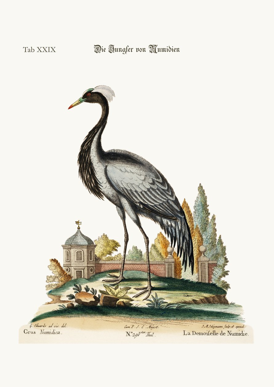 Demoiselle z Numidii, 1749-73 autorstwa George Edwards