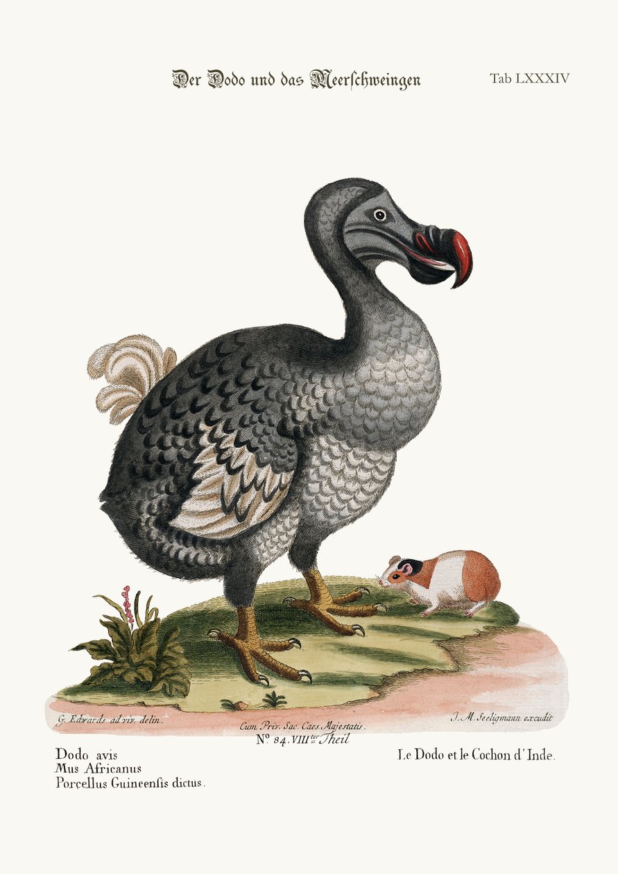Dodo i świnia Guiney, 1749-73 autorstwa George Edwards