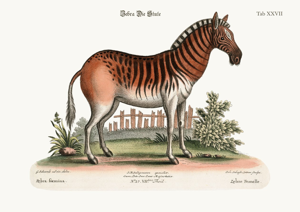 Zebra żeńska, 1749-73 autorstwa George Edwards