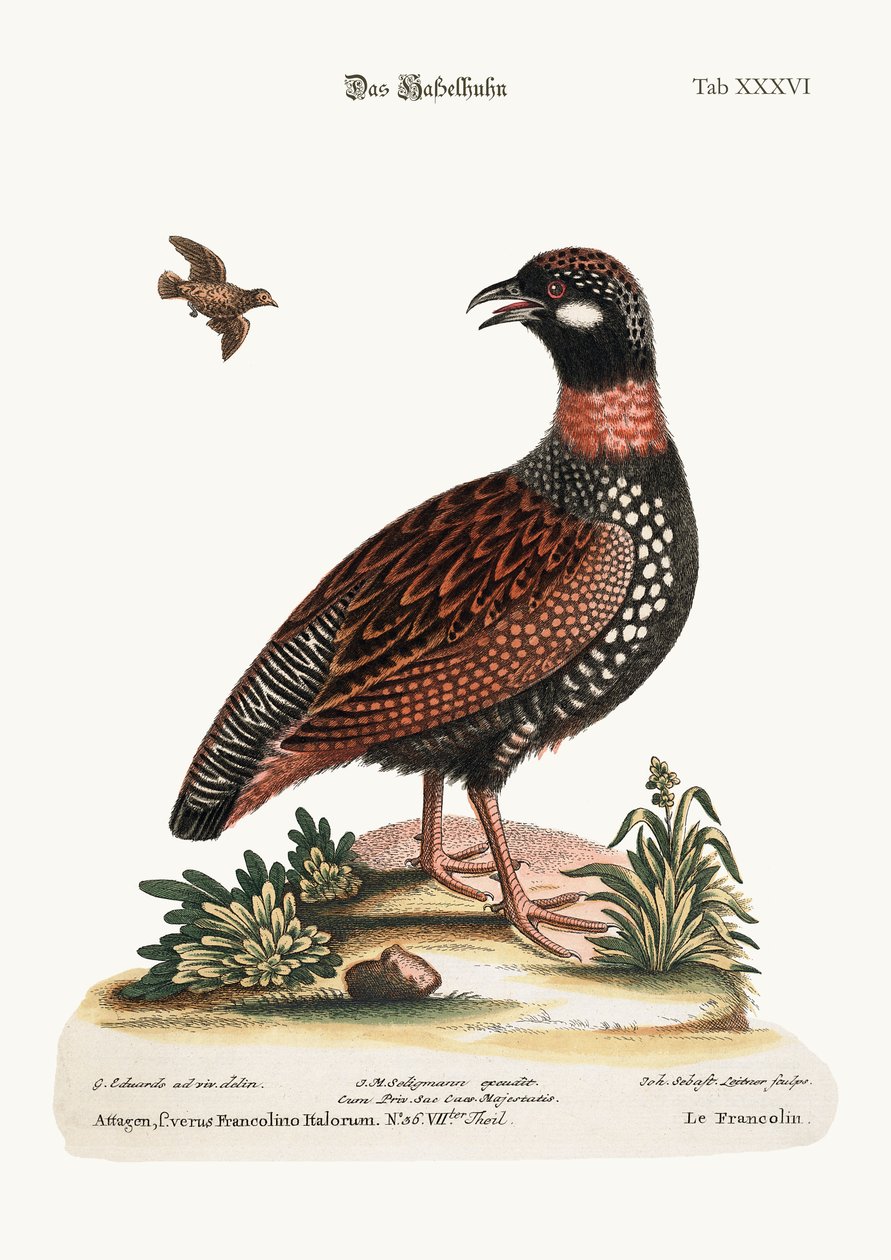 Frankolin, 1749-73 autorstwa George Edwards