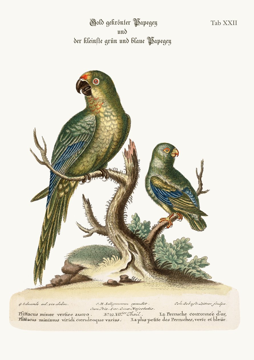 Parakeet złocistokoronowa i najmniejsza papuga zielona i niebieska, 1749-73 autorstwa George Edwards
