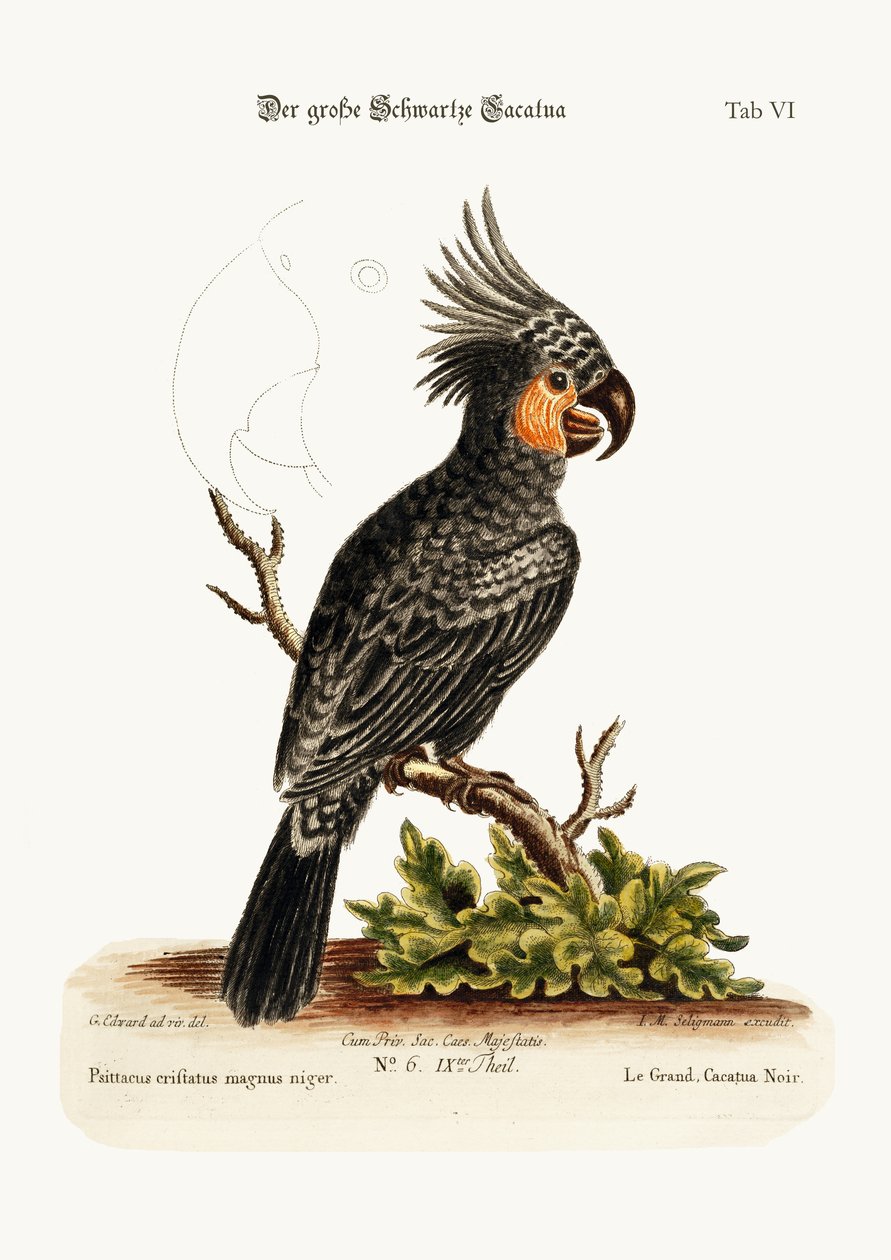 Wielka czarna kakadu, 1749-73 autorstwa George Edwards