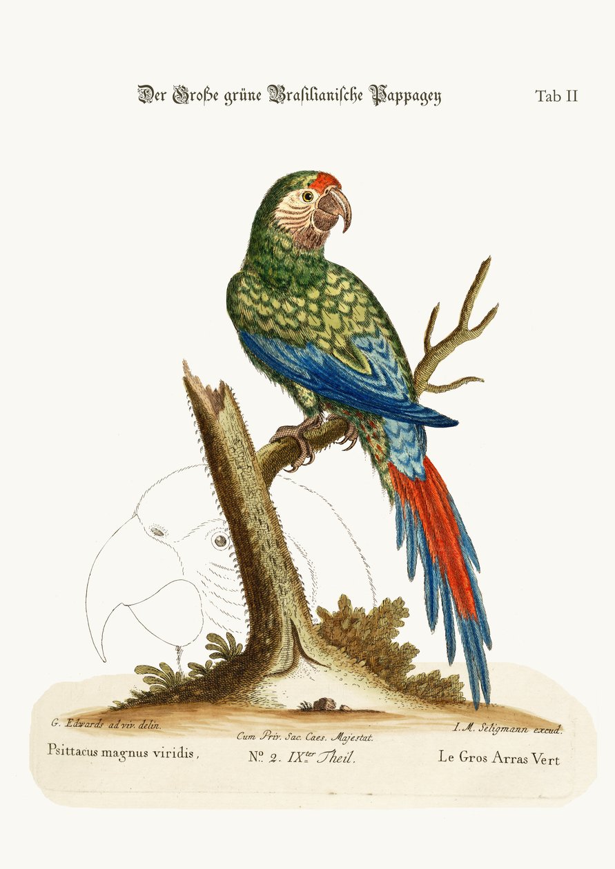 Wielka Zielona Ara, 1749-73 autorstwa George Edwards