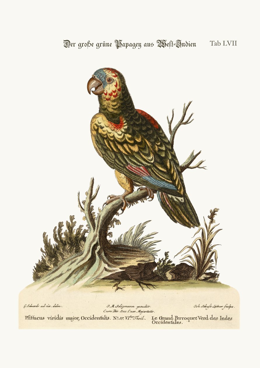 Wielka zielona papuga z Indii Zachodnich, 1749-73 autorstwa George Edwards