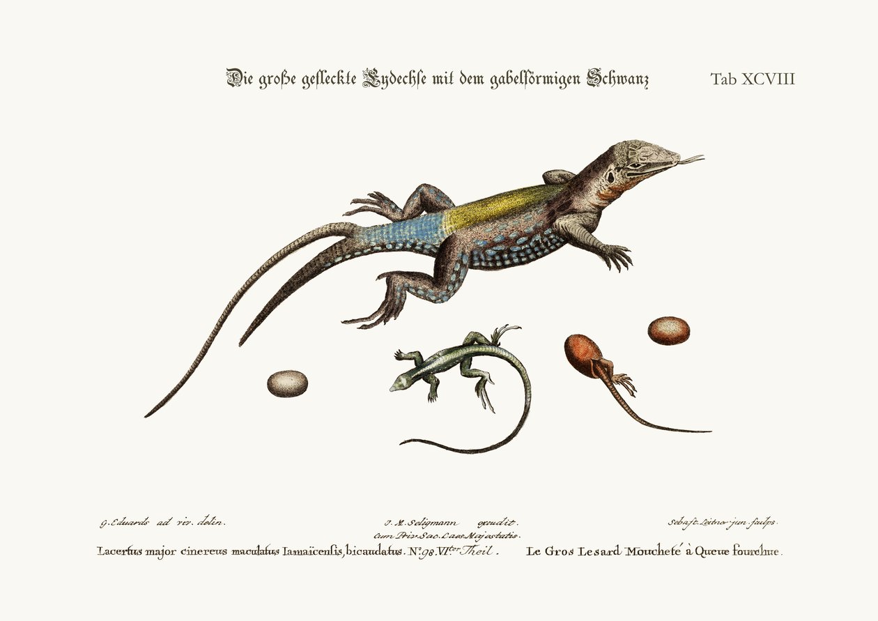 Jaszczurka cętkowana z rozwidlonym ogonem, 1749-73 autorstwa George Edwards
