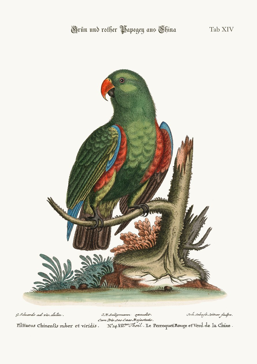 Zielona i czerwona papuga z Chin, 1749-73 autorstwa George Edwards