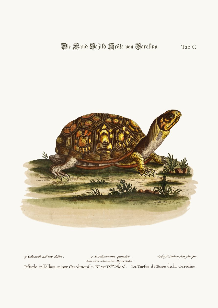 Żółw lądowy z Karoliny, 1749-73 autorstwa George Edwards