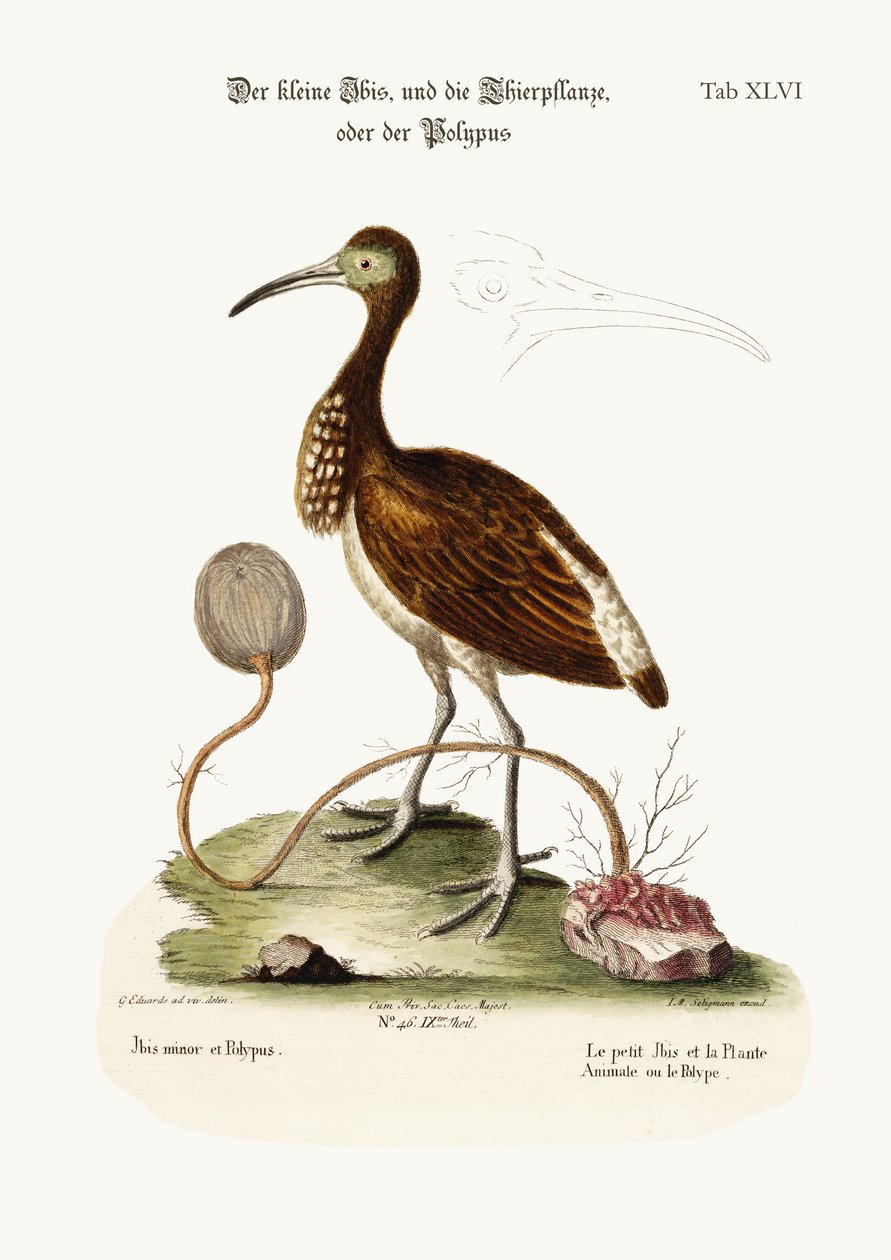 Ibis Mały i Roślina Zwierzęca lub Polip, 1749-73 rycina kolorowana autorstwa George Edwards