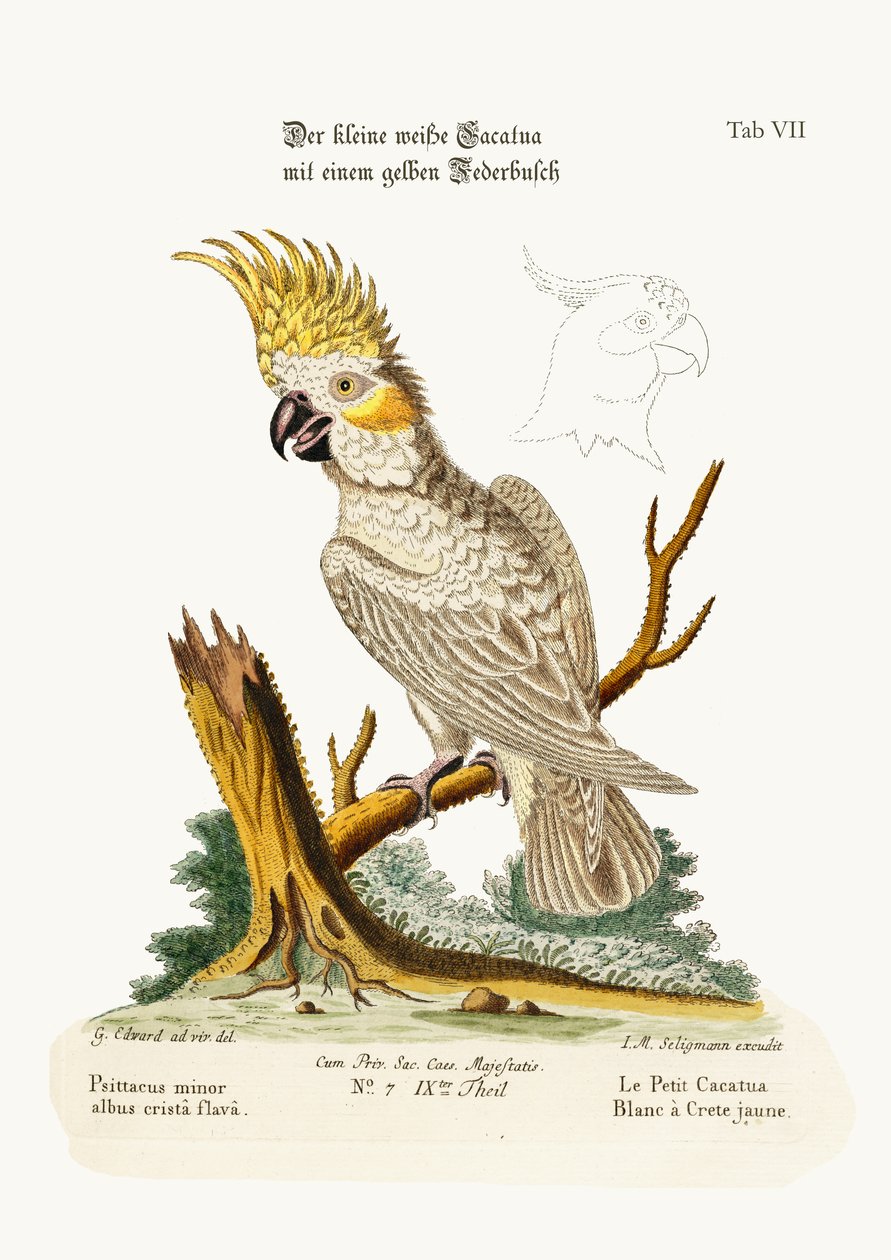 Mała biała kakadu z żółtym grzebieniem, 1749-73 autorstwa George Edwards