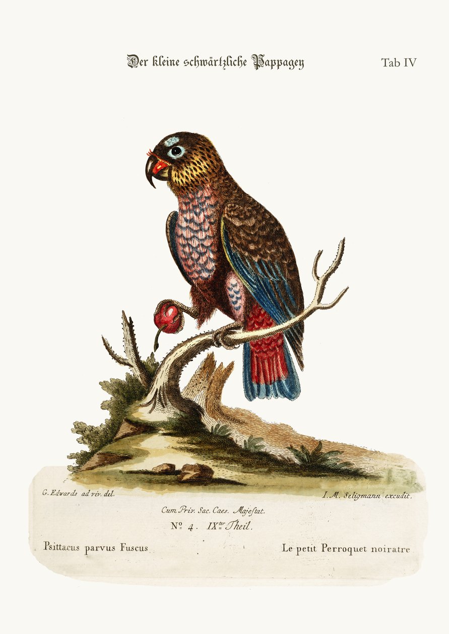 Papużka nierozłączka, 1749-73 autorstwa George Edwards