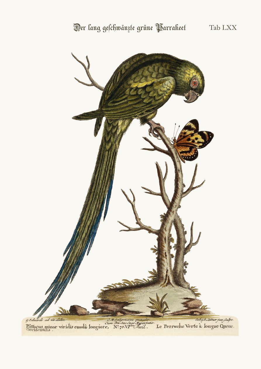 Papuga zielona długoogonowa, 1749-73 autorstwa George Edwards