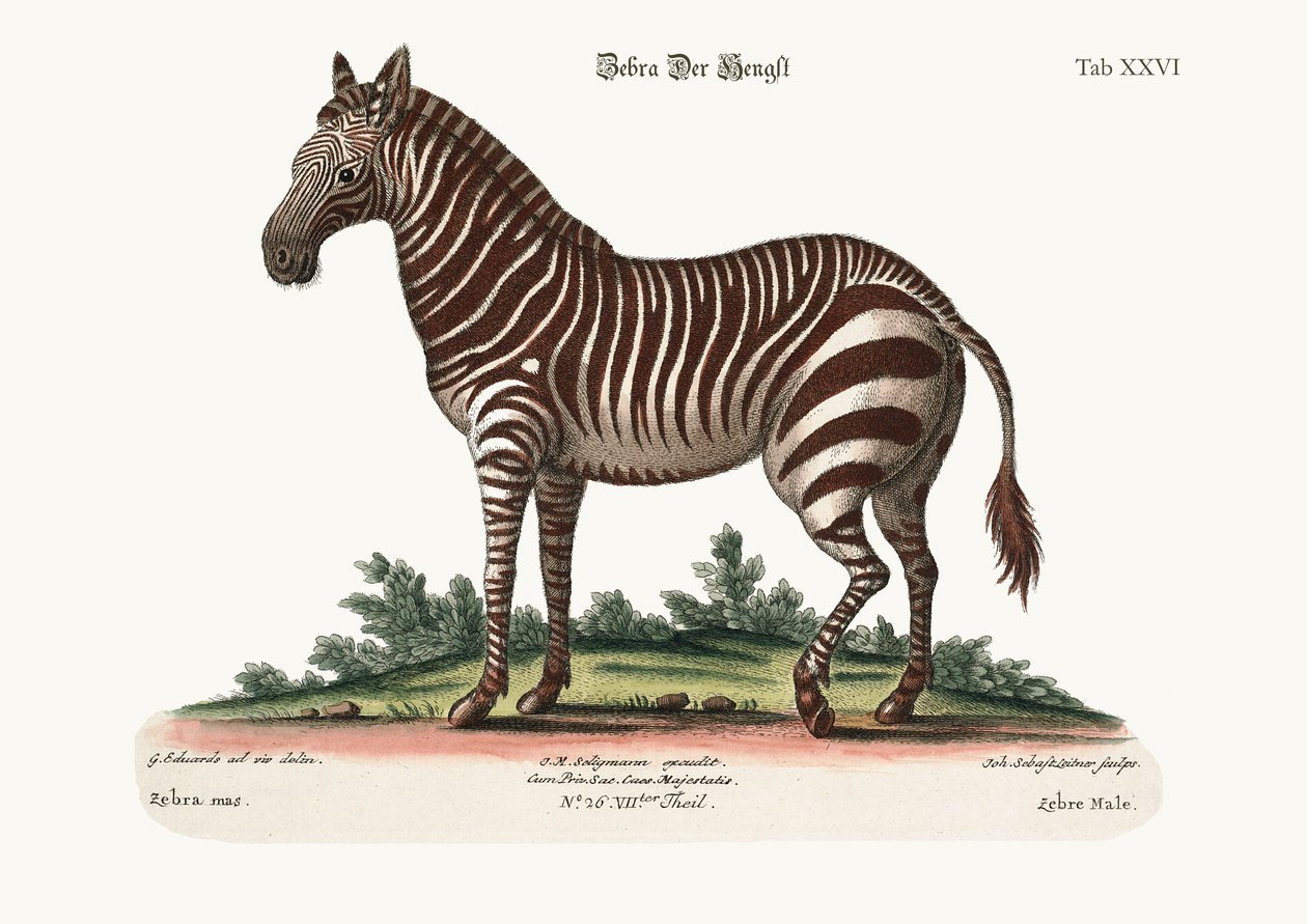 Samiec zebry, 1749-73 autorstwa George Edwards