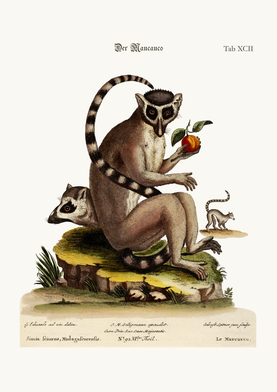 Maucauco, 1749-73 autorstwa George Edwards