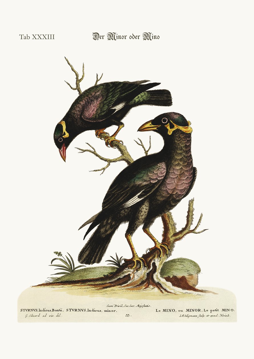 Minor lub Mino, większy i mniejszy, 1749-73 autorstwa George Edwards