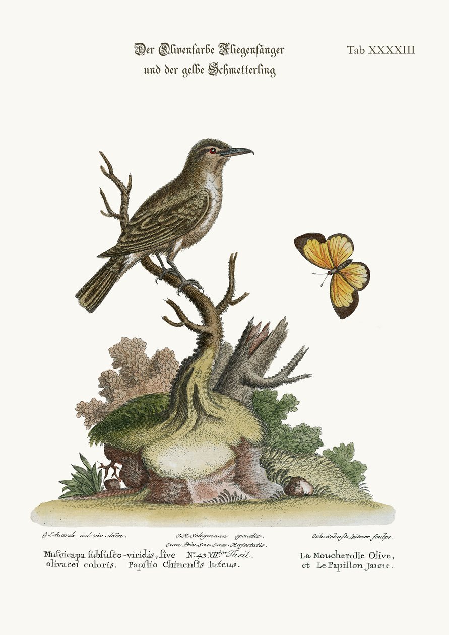 Muchołówka oliwkowa i żółty motyl, 1749-73 autorstwa George Edwards