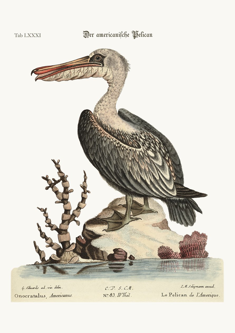 Pelikan Ameryki, 1749-73 autorstwa George Edwards