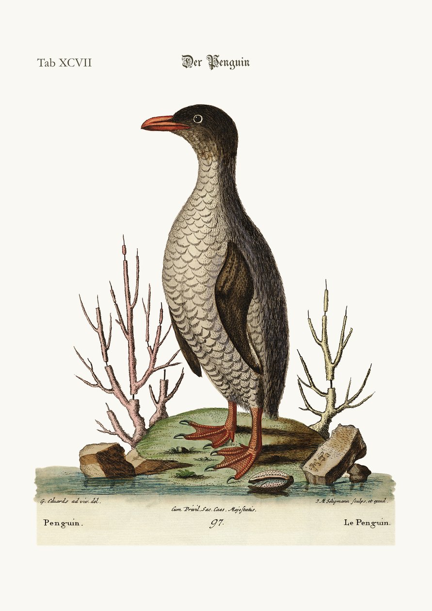 Pingwin, 1749-73 autorstwa George Edwards