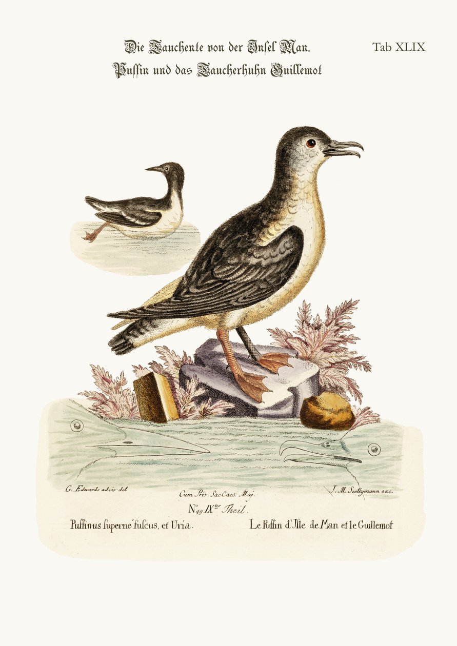 Maskonur z Wyspy Man i Guillemot, 1749-73 autorstwa George Edwards