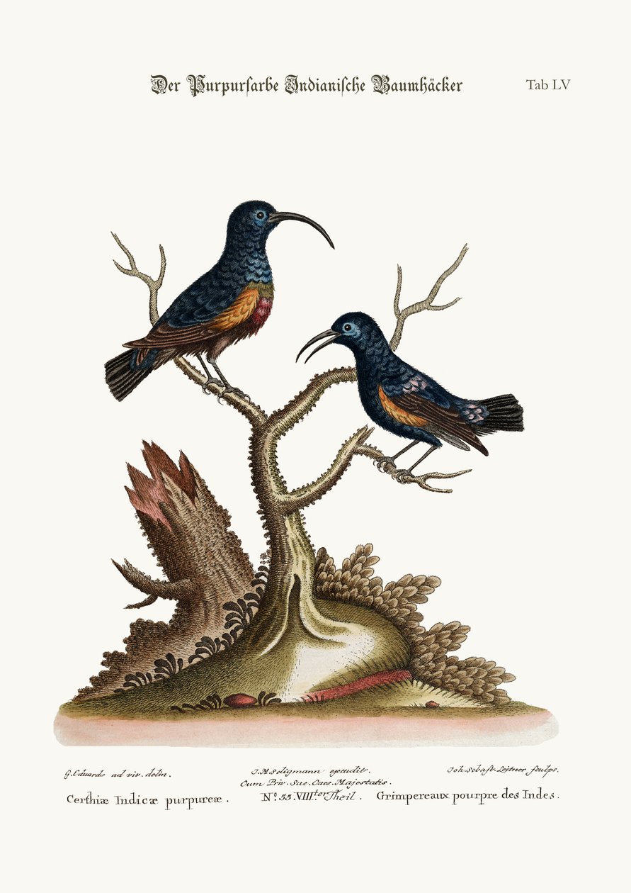 Purpurowe indyjskie pnącza, 1749-73 autorstwa George Edwards