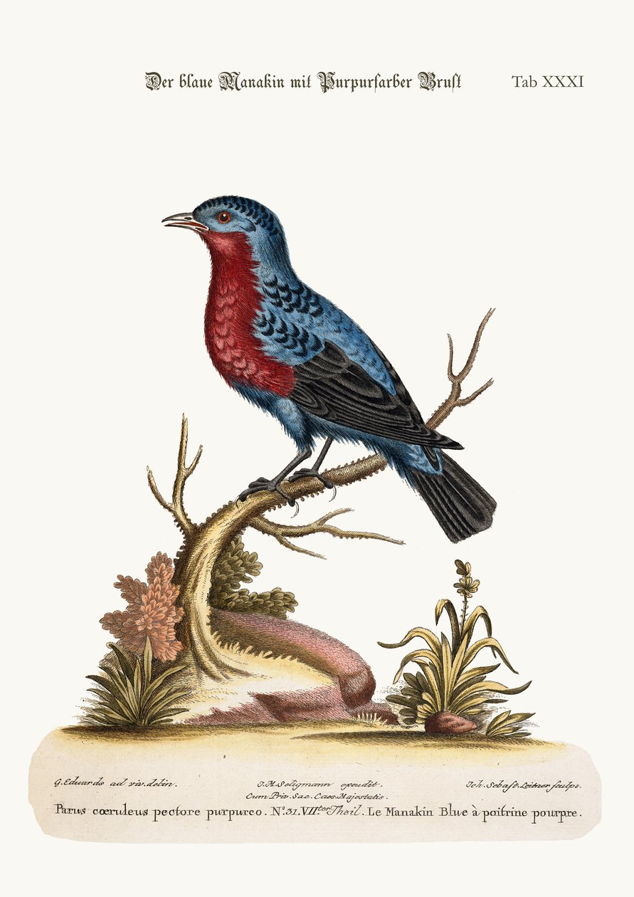 Manakin niebieski purpurowopierśny, 1749-73 autorstwa George Edwards