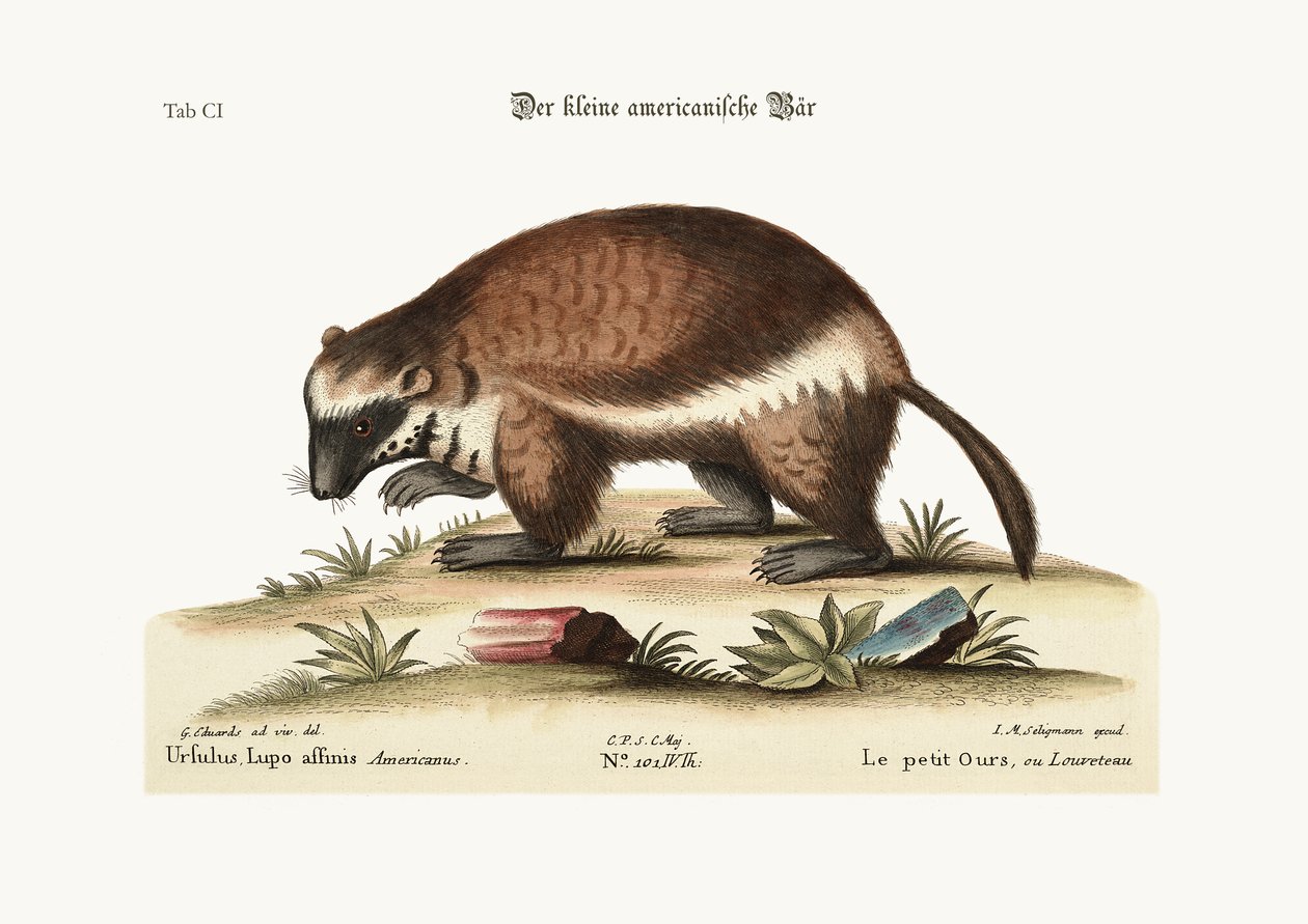 Quick-Hatch lub Wolverene, 1749-73 autorstwa George Edwards
