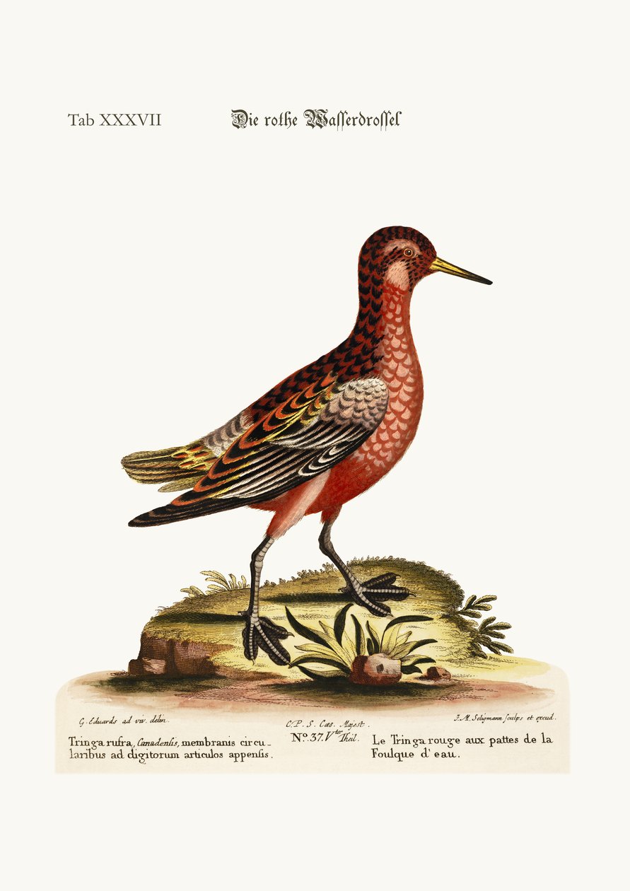 Tringa czerwononoga, 1749-73 autorstwa George Edwards