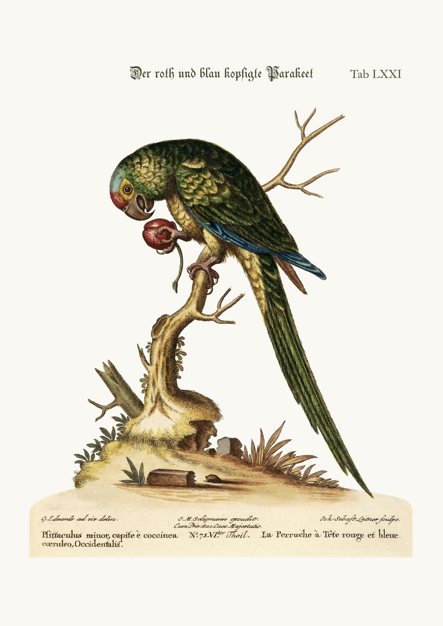 Papuga czerwona i niebieskogłowa, 1749-73 autorstwa George Edwards