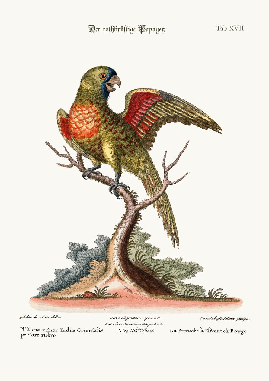 Papuga czerwonolistna, 1749-73 autorstwa George Edwards