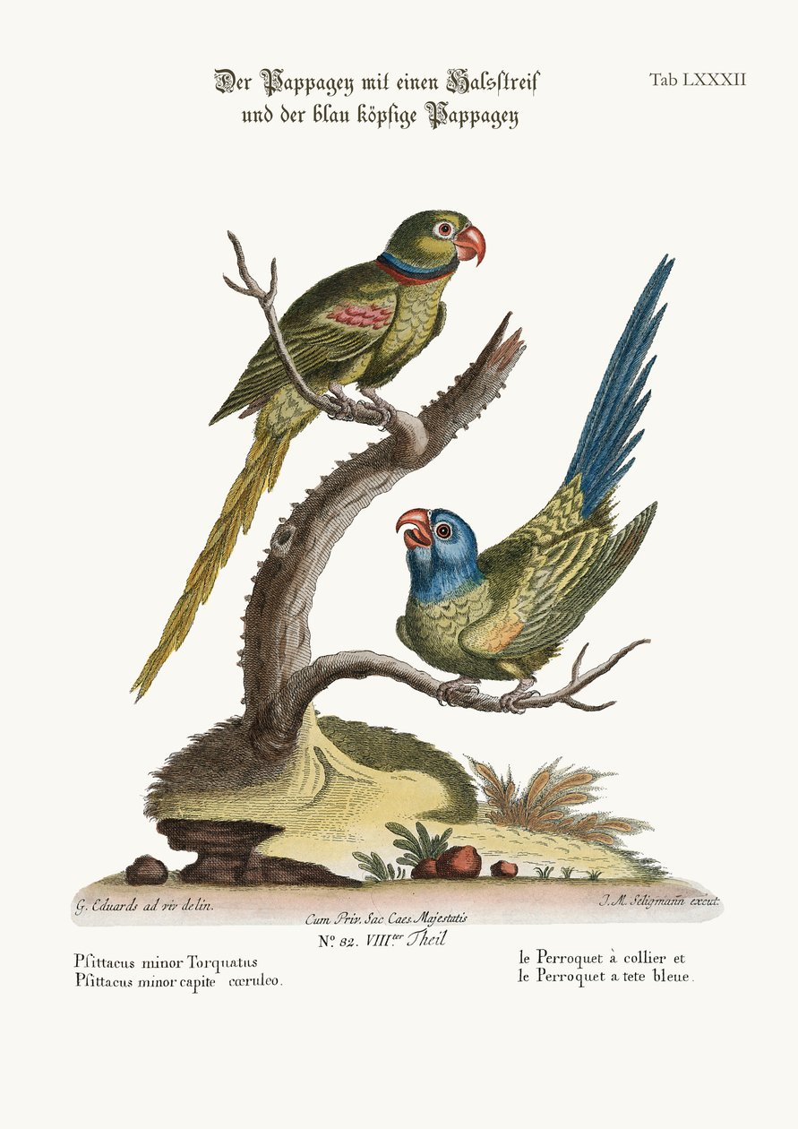 Papuga pierścieniowa i papuga niebieskogłowa, 1749-73 autorstwa George Edwards