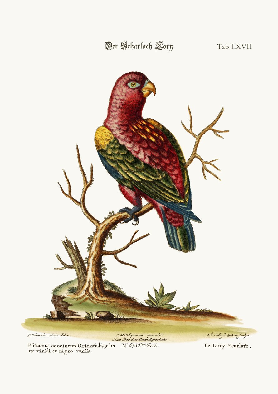 Szkarłatna Lory, 1749-73 autorstwa George Edwards
