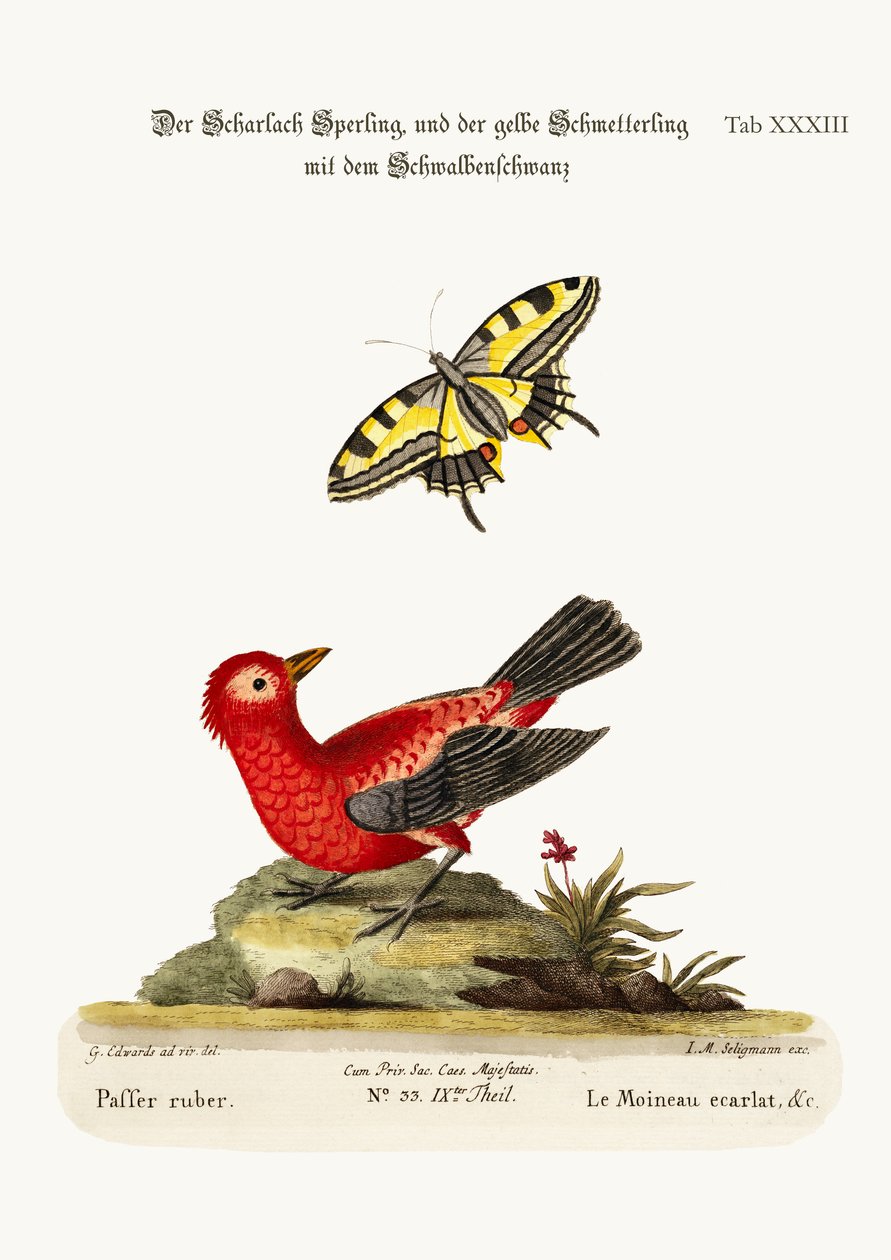 Szkarłatny Wróbel i Żółty Motyl Jaskółczy, 1749-73 autorstwa George Edwards