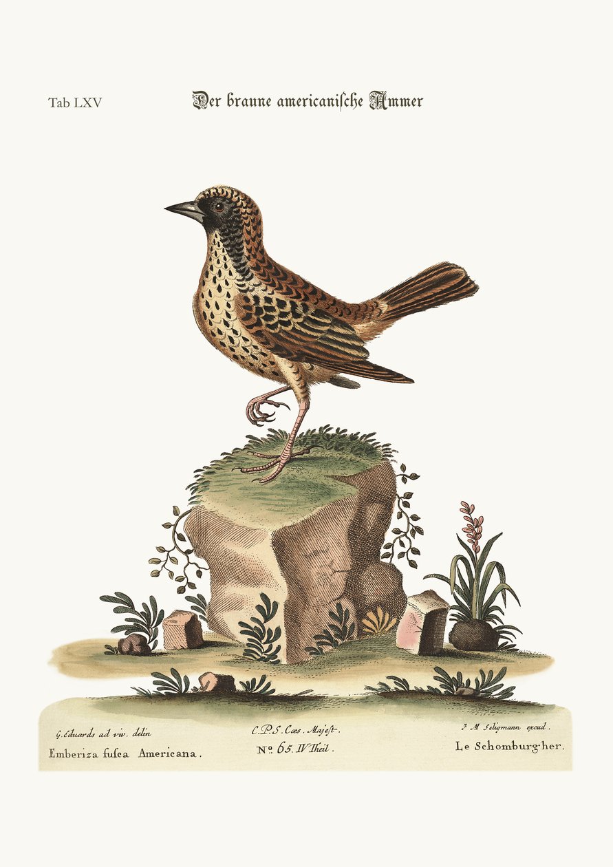 Schomburger, 1749-73 autorstwa George Edwards