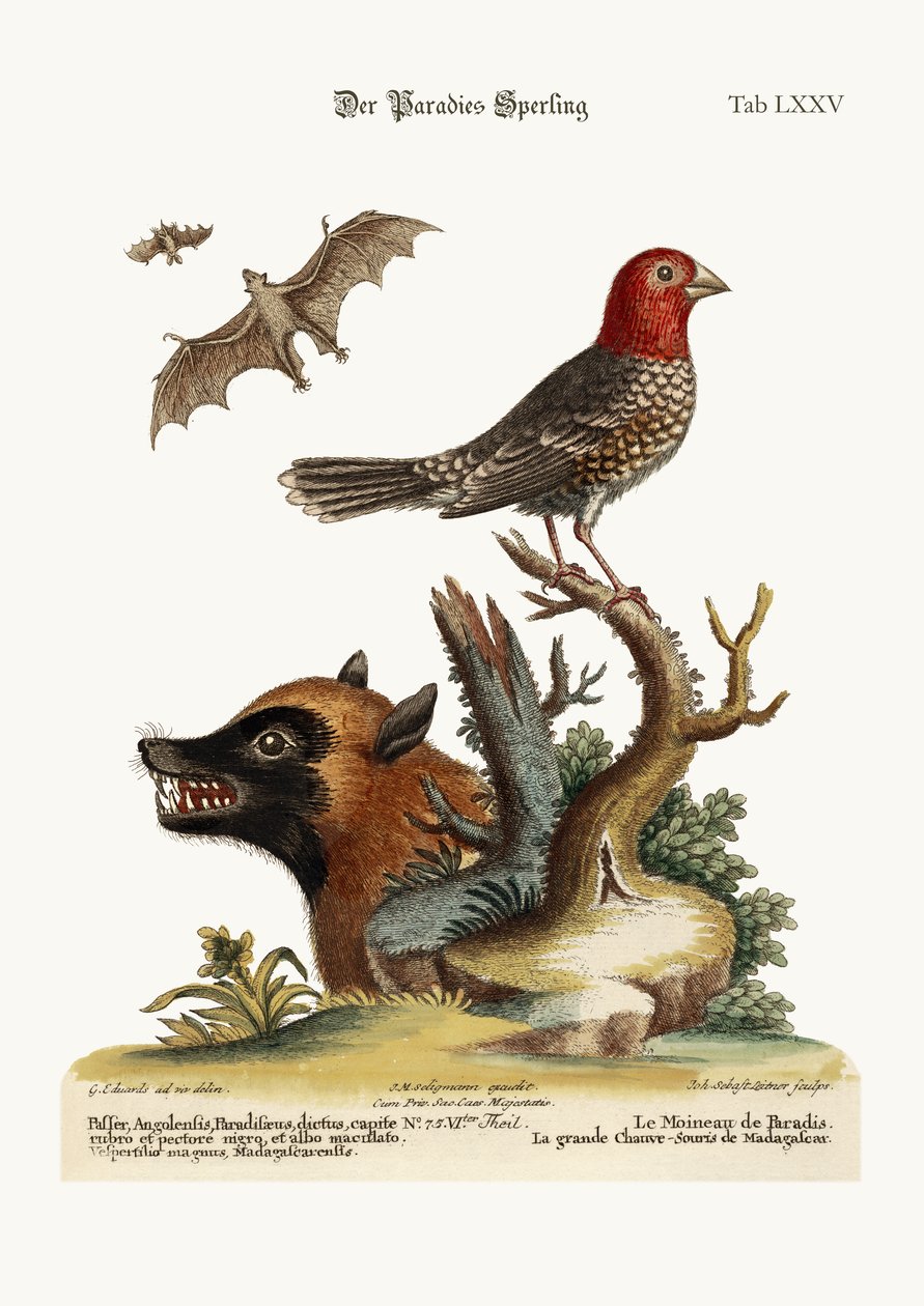 Rajski Wróbel. Wielki Nietoperz z Madagaskaru, 1749-73 autorstwa George Edwards