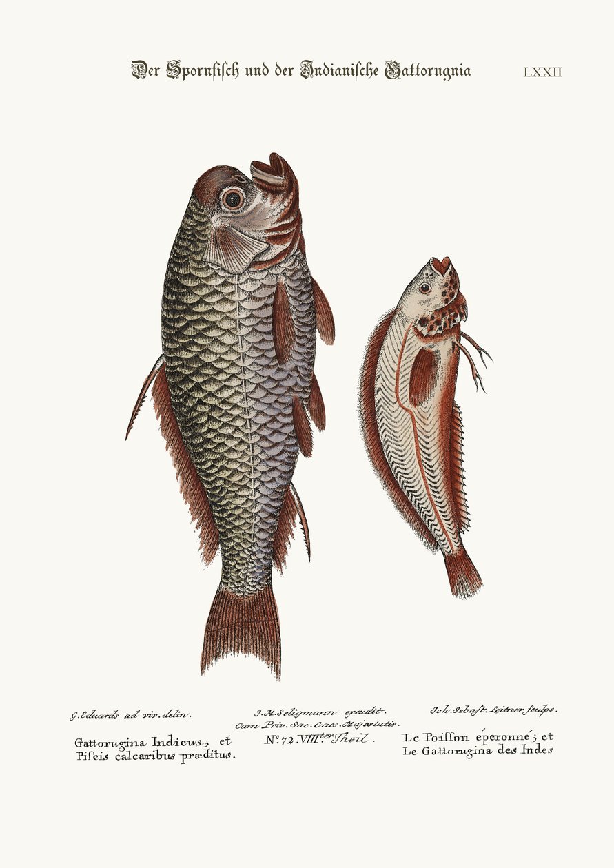 Ostroga i indyjska Gattorugina, 1749-73 autorstwa George Edwards