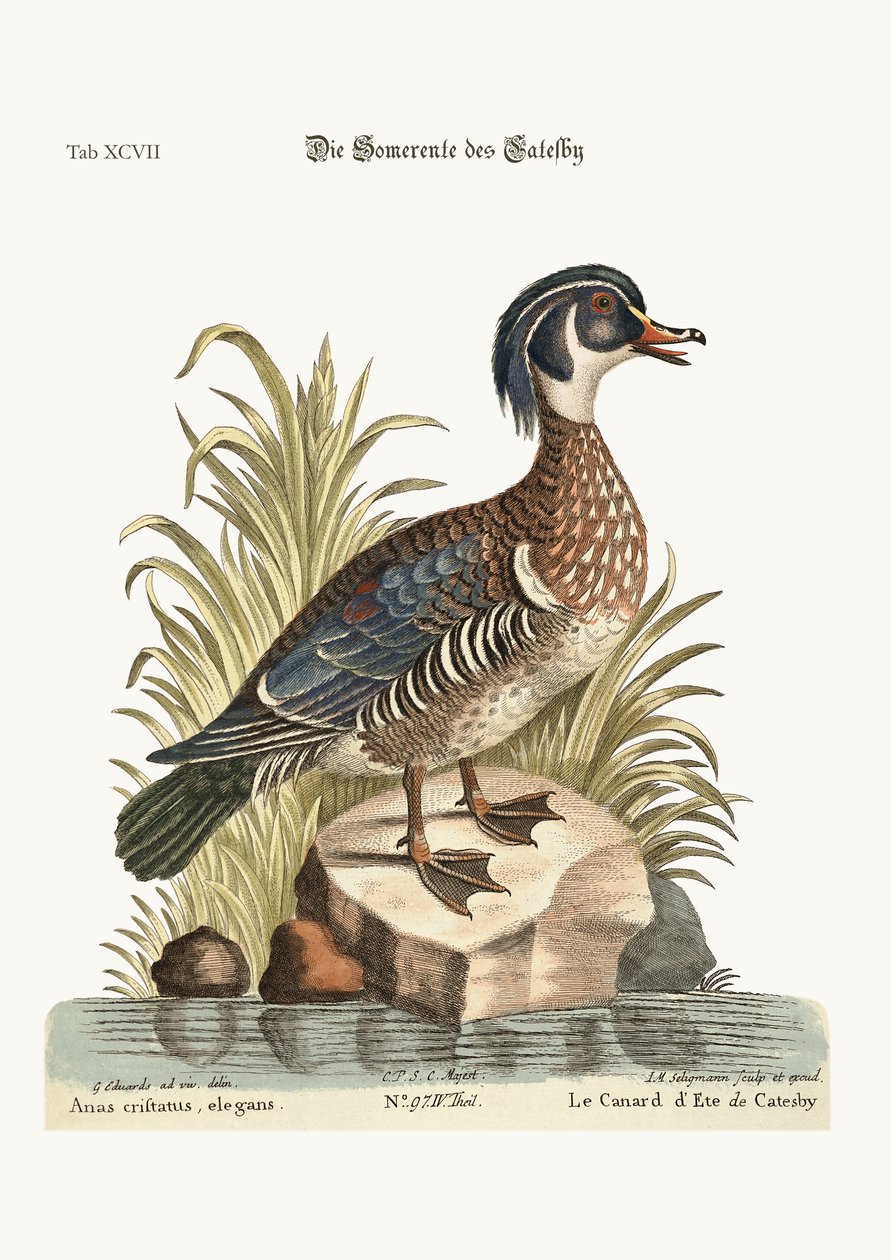 Letnia Kaczka Catesby, 1749-73 autorstwa George Edwards